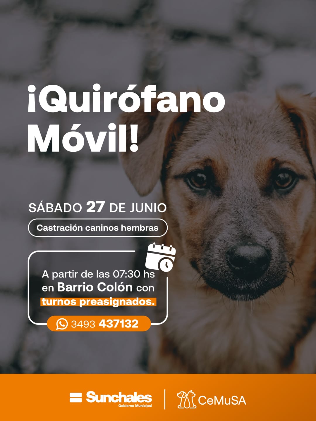  El Quirófano Móvil realizará una nueva jornada de castraciones en Barrio Colón
